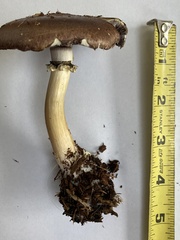 Stropharia rugosoannulata