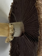 Stropharia rugosoannulata