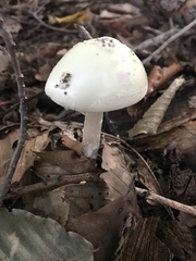 Amanita lavendula