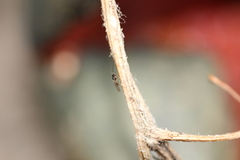 Braconidae