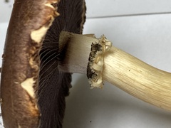 Stropharia rugosoannulata