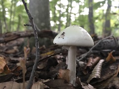 Amanita lavendula
