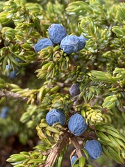 Juniperus communis saxatilis