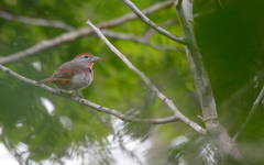 Piranga roseogularis