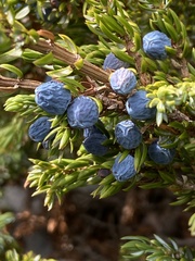 Juniperus communis saxatilis