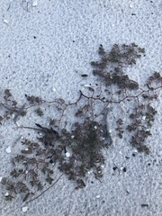 Euphorbia cumulicola