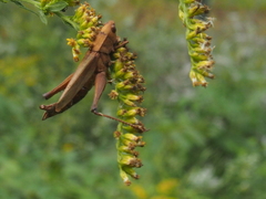 Entomophaga