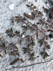 Euphorbia cumulicola