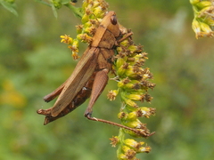 Entomophaga