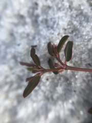 Euphorbia cumulicola