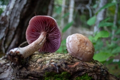 Laccaria ochropurpurea