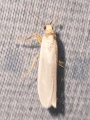 Eilema