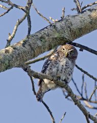 Glaucidium siju