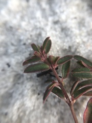 Euphorbia cumulicola
