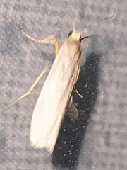 Eilema