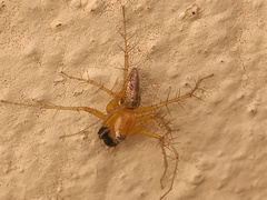 Oxyopes salticus