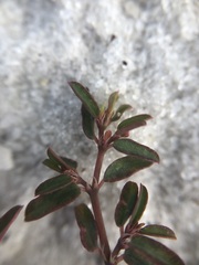 Euphorbia cumulicola
