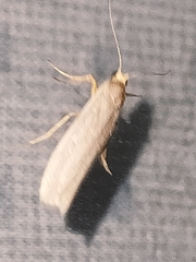Eilema