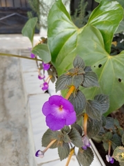 Gesnerieae
