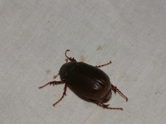Phyllophaga