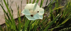 Dietes bicolor
