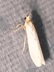 Eilema