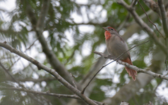Piranga roseogularis