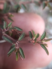 Euphorbia cumulicola