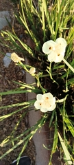 Dietes bicolor
