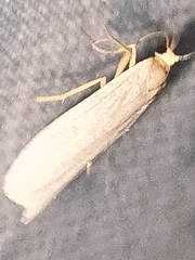 Eilema