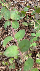 Lonicera hispidula