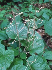 Pachyphragma macrophyllum