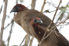 Rufous-Headed Chachalaca photo 3
