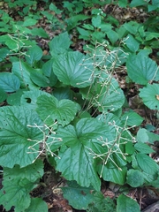 Pachyphragma macrophyllum