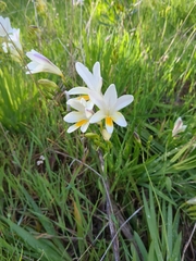 Freesia