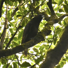 Nestor meridionalis septentrionalis