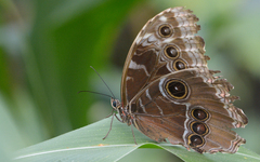 Morpho helenor montezuma