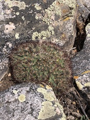 Pediocactus simpsonii