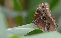 Morpho helenor montezuma