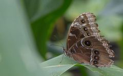 Morpho helenor montezuma