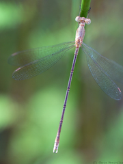 Lestes concinnus