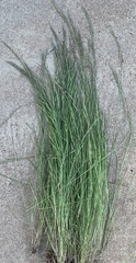 Aristida