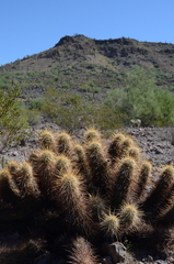 Echinocereus engelmannii engelmannii