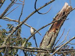 Setophaga coronata coronata