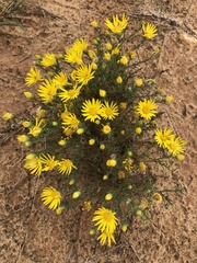 Xanthisma spinulosum
