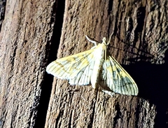 Nomophilini