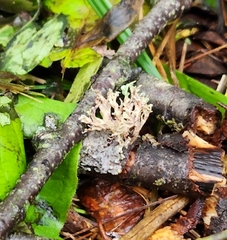 Ramalina americana