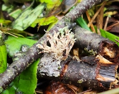 Ramalina americana