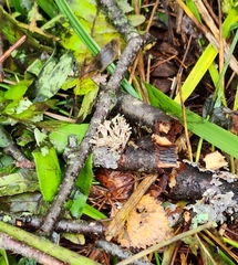 Ramalina americana
