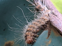 Hyphantria cunea